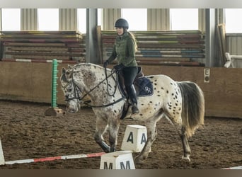 Appaloosa Mix, Gelding, 16 years, 15.2 hh, Leopard-Piebald