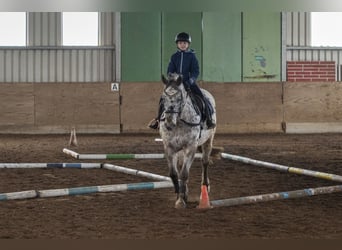 Appaloosa Mix, Gelding, 16 years, 15.2 hh, Leopard-Piebald
