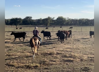 Appaloosa, Gelding, 16 years, 15 hh, Roan-Red