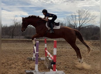 Appaloosa, Gelding, 16 years, 17 hh, Chestnut