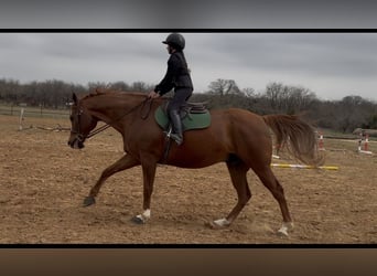 Appaloosa, Gelding, 16 years, 17 hh, Chestnut