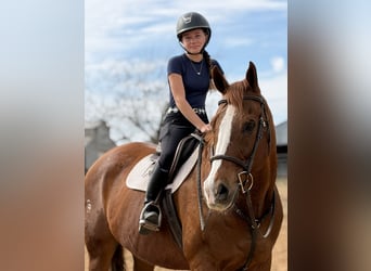 Appaloosa, Gelding, 16 years, 17 hh, Chestnut