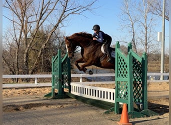 Appaloosa, Gelding, 16 years, 17 hh, Chestnut