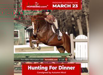 Appaloosa, Gelding, 16 years, 17 hh, Chestnut