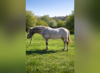 Appaloosa, Gelding, 16 years, Grey-Fleabitten