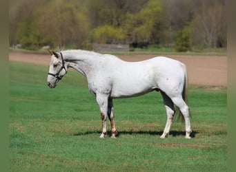 Appaloosa, Gelding, 16 years, White