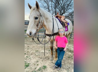 Appaloosa, Gelding, 17 years, 14 hh, Brown