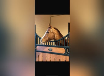 Appaloosa, Gelding, 17 years, 15 hh, Chestnut-Red