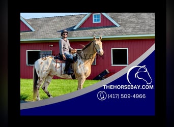 Appaloosa, Gelding, 17 years, 16.1 hh, Chestnut