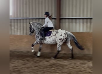 Appaloosa, Gelding, 17 years, 16 hh, Leopard-Piebald