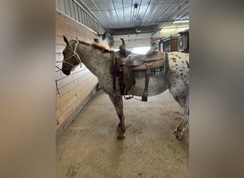 Appaloosa, Gelding, 17 years, 18 hh, Chestnut
