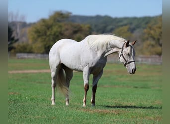 Appaloosa, Gelding, 17 years, White