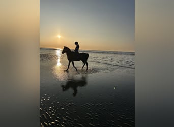 Appaloosa, Gelding, 18 years, 13,3 hh, Black