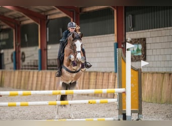 Appaloosa, Gelding, 18 years, 15.2 hh, Leopard-Piebald