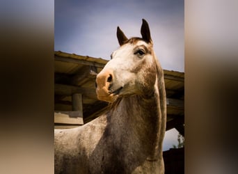 Appaloosa, Gelding, 19 years, 15.1 hh, Roan-Red