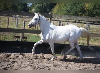 Appaloosa, Gelding, 19 years