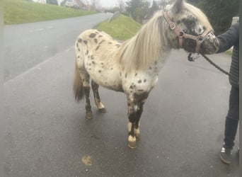 Appaloosa, Gelding, 1 year, 10,2 hh, Leopard-Piebald