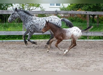 Appaloosa, Gelding, 1 year, Roan-Bay