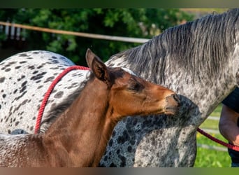 Appaloosa, Gelding, 1 year, Roan-Bay