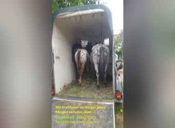 Appaloosa, Gelding, 1 year, Roan-Bay