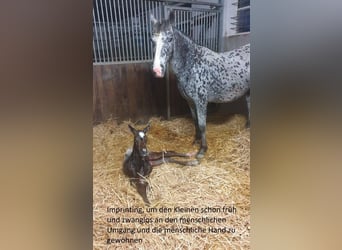 Appaloosa, Gelding, 1 year, Roan-Bay
