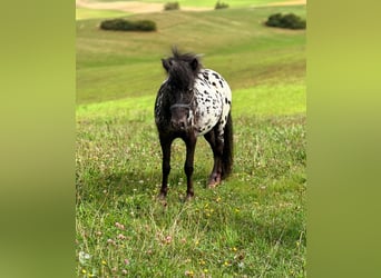 Appaloosa, Gelding, 2 years, 10 hh, Leopard-Piebald