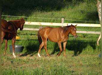 Appaloosa, Gelding, 2 years, 14.2 hh, Chestnut