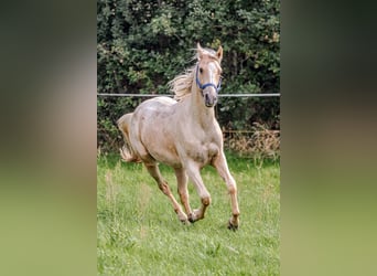 Appaloosa, Gelding, 2 years, 14.2 hh, Palomino