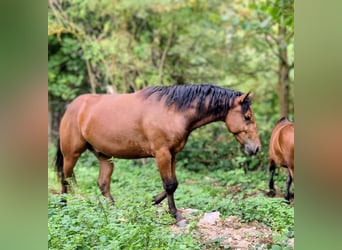 Appaloosa Mix, Gelding, 2 years, 14.3 hh, Brown