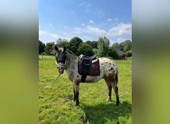 Appaloosa, Gelding, 2 years, 14,3 hh, Roan-Bay