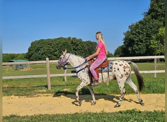 Appaloosa, Gelding, 3 years, 14.2 hh, Leopard-Piebald