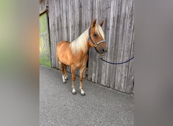 Appaloosa, Gelding, 3 years, 14.2 hh