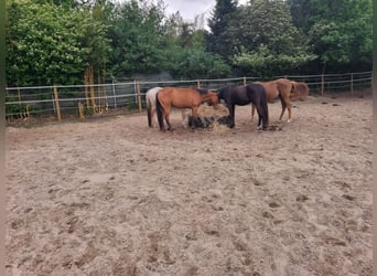 Appaloosa, Gelding, 3 years, 14,2 hh, Brown