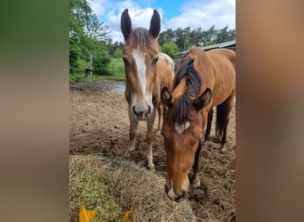 Appaloosa, Gelding, 3 years, 14,2 hh, Chestnut-Red