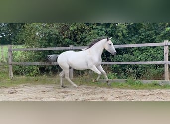 Appaloosa, Gelding, 3 years, 14,2 hh, Pearl