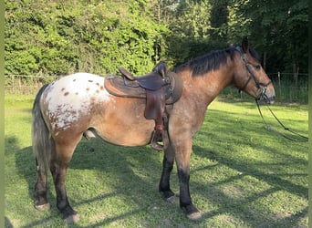 Appaloosa, Gelding, 3 years, 15.1 hh, Leopard-Piebald