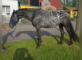Appaloosa, Gelding, 3 years, 15.1 hh, Leopard-Piebald