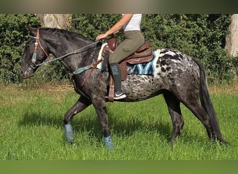 Appaloosa, Gelding, 3 years, 15.1 hh, Leopard-Piebald