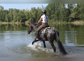Appaloosa, Gelding, 3 years, 15.1 hh, Leopard-Piebald
