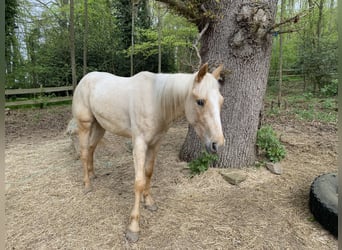 Appaloosa, Gelding, 3 years, 15.1 hh, Palomino