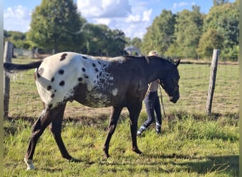 Appaloosa, Gelding, 3 years, 15.1 hh, Smoky-Black