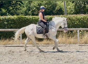 Appaloosa Mix, Gelding, 3 years, 15.2 hh, Leopard-Piebald