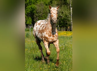 Appaloosa, Gelding, 3 years, 15.2 hh, Palomino