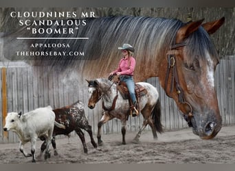 Appaloosa, Gelding, 3 years, 15 hh, Bay