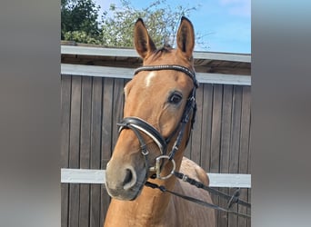 Appaloosa Mix, Gelding, 3 years, 15 hh, Chestnut-Red