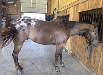 Appaloosa, Gelding, 3 years, 15 hh, Leopard-Piebald