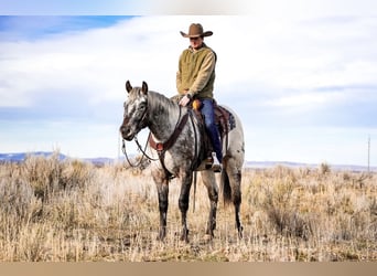 Appaloosa, Gelding, 3 years, 15,1 hh, Brown