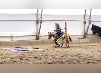 Appaloosa, Gelding, 3 years, 15,1 hh, Brown