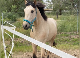 Appaloosa Mix, Gelding, 3 years, 15,1 hh, Dun