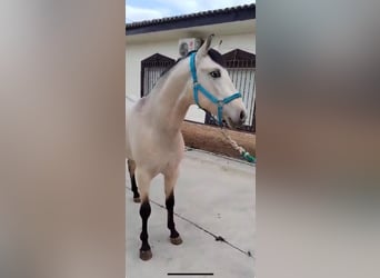 Appaloosa Mix, Gelding, 3 years, 15,1 hh, Dun